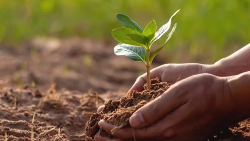 Why Soil Health Matters: Key Tips for Effective Preservation